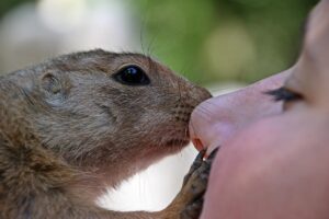 コシヒカリを使った子育てにおすすめの食事レシピは？