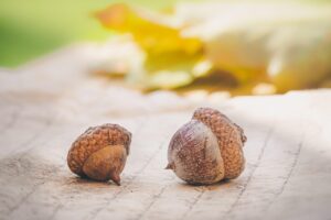 オーガニック米は子供にとって安心の食材なのか？