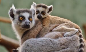 無洗米と子供にとっての安全性を比較するポイントは？