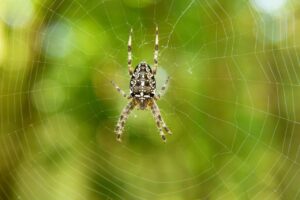 無洗米を使った子育てにおすすめの食事は？