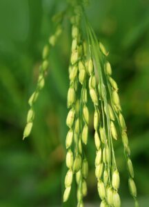 米アレルギーの症状と対策方法は？