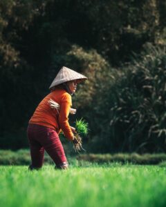 ご飯の固めと柔らかめを比較するとどちらが美味しいの？