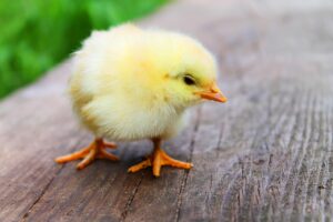 ベビー食堂で作るおにぎりの簡単レシピは？