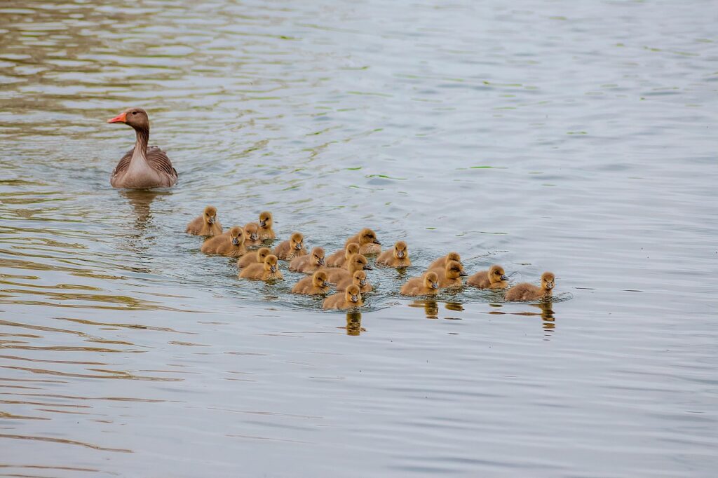 幼稚園の給食に使われる米の品質はどのように確保されているのか？