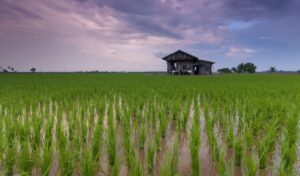 無農薬栽培のお米の安全性について知っておくべきことは？