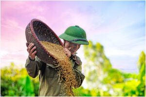 お米の離乳食におすすめの無農薬米はどれを比較すべき？