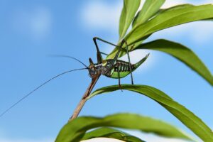 楽天の無洗米は子育て家庭に最適な小分けパックのメリットとは？